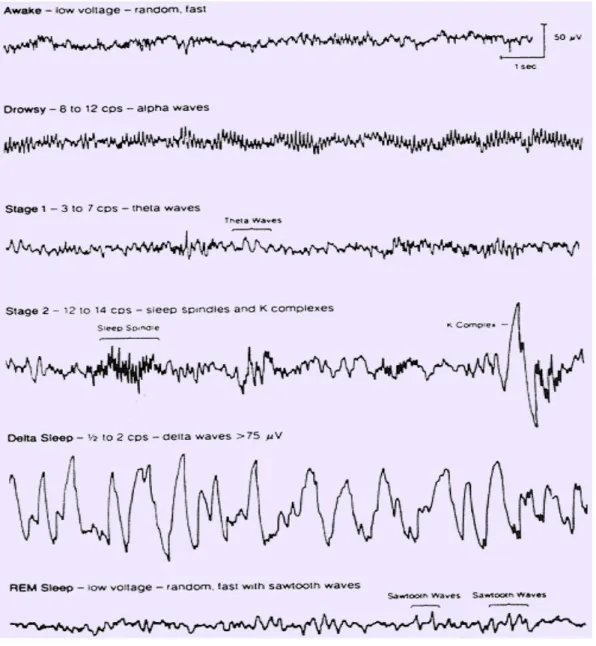 Figure  22.  Les  tracés  EEG  caractéristiques  en  fonction  de  l’état  de  vigilance 