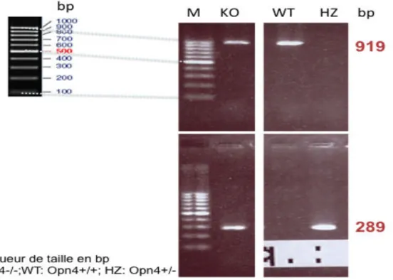 Figure  28.  Exmple  de  bandes  d’intérêts  après  révélation  lors  du  génotypage. M est une DNA Ladder 100bp de Fermentas®: 