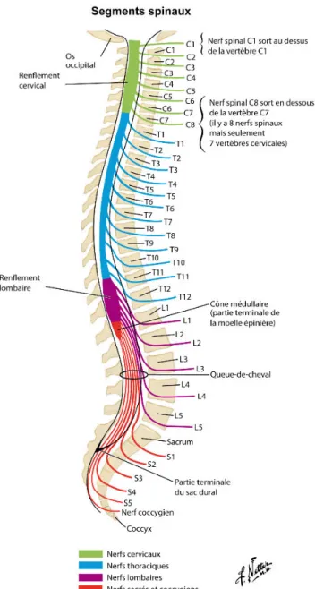 Figure  3 :  Représentation  schématique  des  différents  segments  spinaux  de  la  moelle  spinale humaine adulte