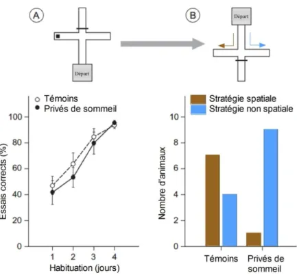 Figure 23 : Résultats obtenus lors d’un test de mémoire pour des animaux privés de sommeil (ronds noirs) ou non privés de  sommeil  (ronds  blancs)