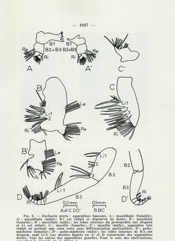 FIG.   6.  —  Euchaeta  acuta  :  appendices  buccaux.  A  :  mandibule  (femelle)  ;  A'  :  mandibule  (mâle);  Bl  est  réduit  et  dépourvu  de  dents;  B  :  maxillule  (femelle)  ;  B'  :  maxillule  (mâle)  ;  les  lobes  internes  du  protopodite  