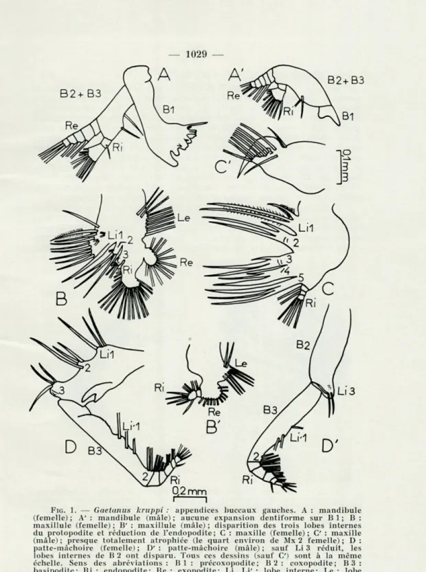FIG.  1.   —   Gaetanus  kruppi  :  appendices  buccaux  gauches.  A  :  mandibule  (femelle);  A':  mandibule  (mâle);  aucune  expansion  dentiforme  sur  Bl;  B: 