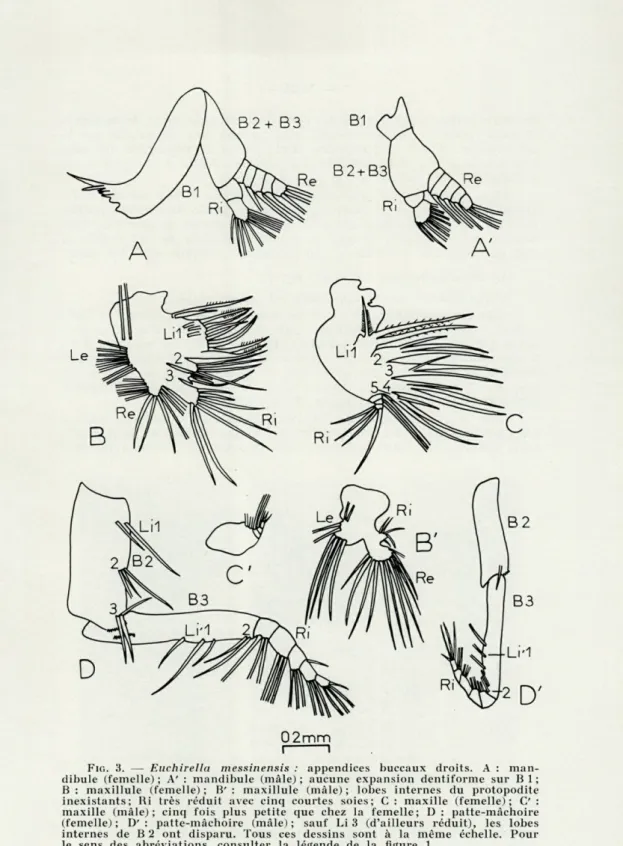 FIG.  3.   —   Euchirella  messinensi.s  :  appendices  buccaux  droits. A   :  man- man-dibule  (femelle)  ;   A'   :  mandibule  (mâle)  ;  aucune  expansion  dentiforme  sur  B  1  ;  B  :  maxillule  (femelle)  ;  B'  :  maxillule  (mâle)  ;  lobes  in