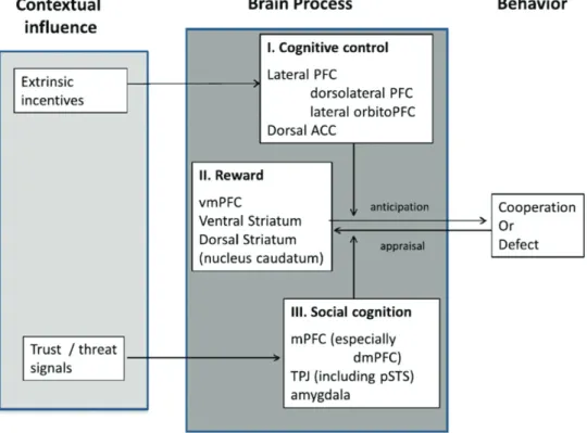 Figure 9. Theoretical framework identifying the neural networks recruited  to solve social dilemmas