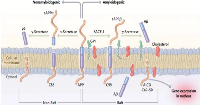 Figure 8: Les deux principales voies de protéolyse de l’APP695, la voie non-amyloïdogénique (à gauche) et        la voie amyloïdogénique (à droite) 