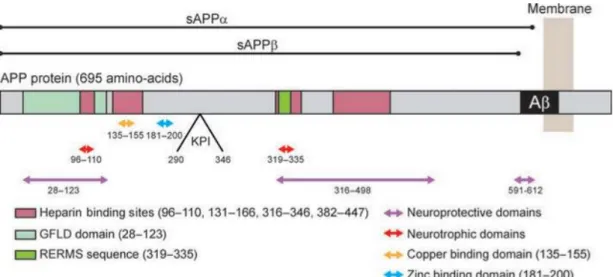 Figure 9: Représentation schématique des principaux domaines des sAPPα et sAPPβ pour l’APP695  (D’après Chasseigneaux and Allinquant, 2012) 