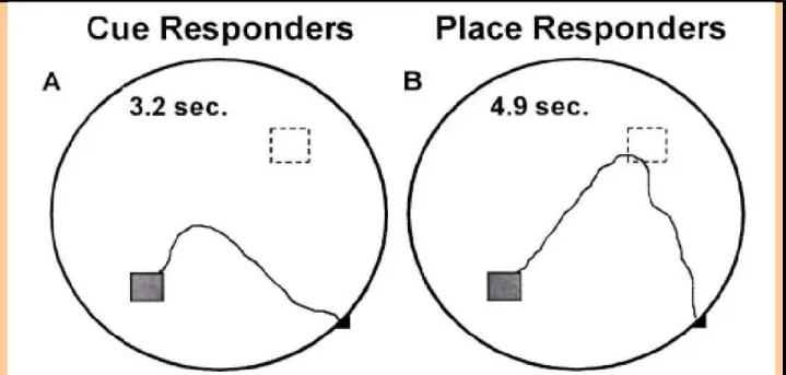 Figure 1.1.10:  Adapted from Devan and White, 1999. Representative swimming paths of rats  using a visually­guided strategy (cue responder) versus rats using a place recognition­triggered  strategy (place responder) in the competition trial of a Morris wat