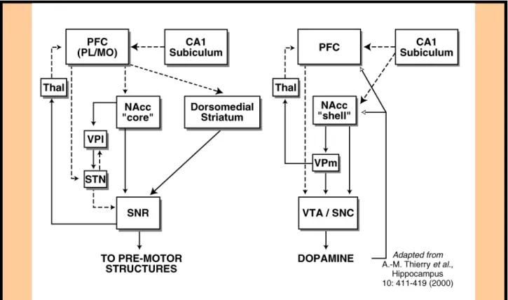 Figure   1.2.1:  Schematic   representation   of   circuits   mediating   hippocampal   spatial   and   other   contextual information through the prefrontal cortex and striatum