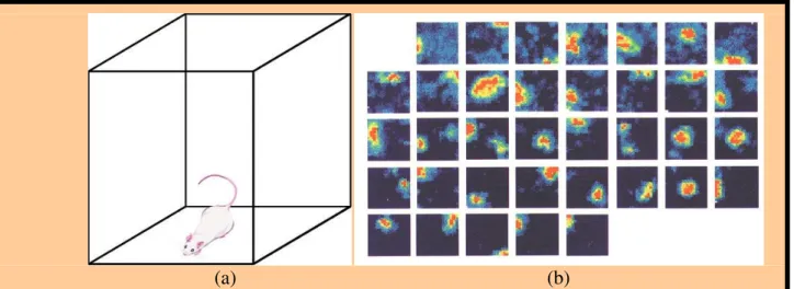 Figure 1.2.2:  Coding of an ensemble of locations in a given environment by a population of   hippocampal places cells
