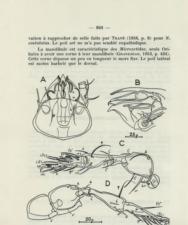 FIG.   4.  —  Nellacarus  adansoni  n.  sp.  :  A,  infracapitulum  séparé  vu  de  dessous;  B,  vue  latérale  montrant  la  patte  I  en  position  de  repos;  C,  patte  II  gauche  en  vue  latérale  (il  ne  reste  que  la  racine  d'un  des  poils  