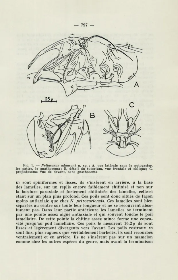 FIG.   1.  —  Nellacarus  adansoni  n.  sp.  :   A,   vue  latérale  sans  le  notogaster,  les  pattes,  le  gnathosoma;  B,  détail  du  tutorium,  vue  frontale  et  oblique;  C,  propodosoma  vue  de  devant,  sans  gnathosoma