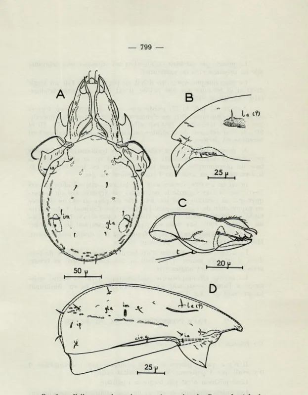 FIG.  2.   —  Nellacarus  adansoni  n.  sp.  :   A,   vue  dorsale;   B,   vue  frontale  du  notogaster  coupé  en  son  milieu;  C,  mandibule  droite  orientée  latéralement; 