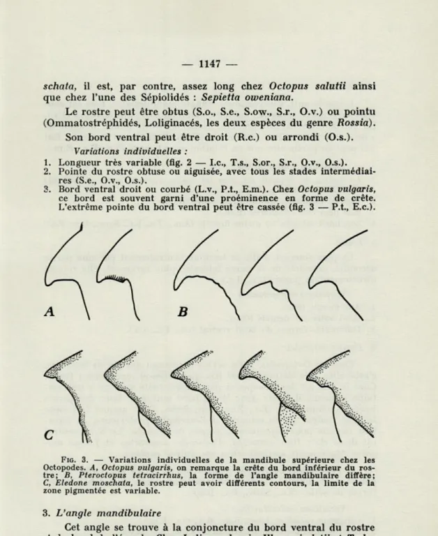 FIG.  3.   —  Variations  individuelles  de  la  mandibule  supérieure  chez  les  Octopodes