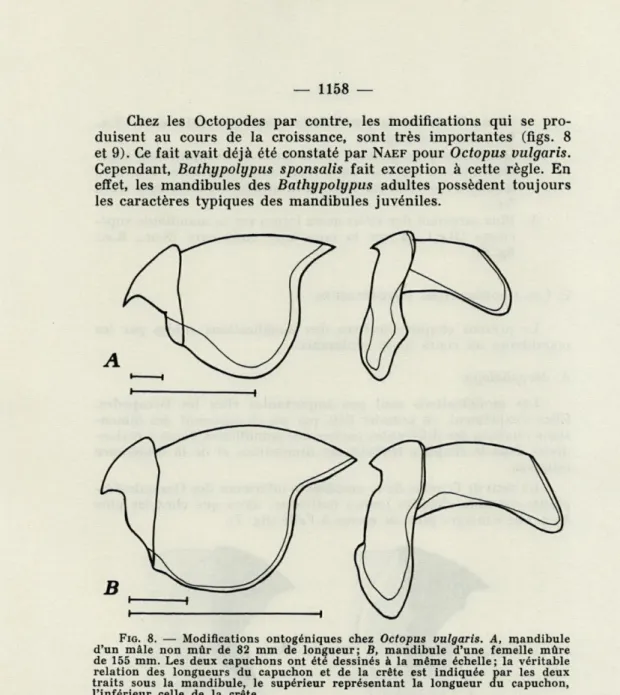 FIG.  8.   —  Modifications  ontogéniques  chez  Octopus  vulgaris.  A,  mandibule  d'un  mâle  non  mûr  de   82   mm  de  longueur;  B,  mandibule  d'une  femelle  mûre  de  155  mm
