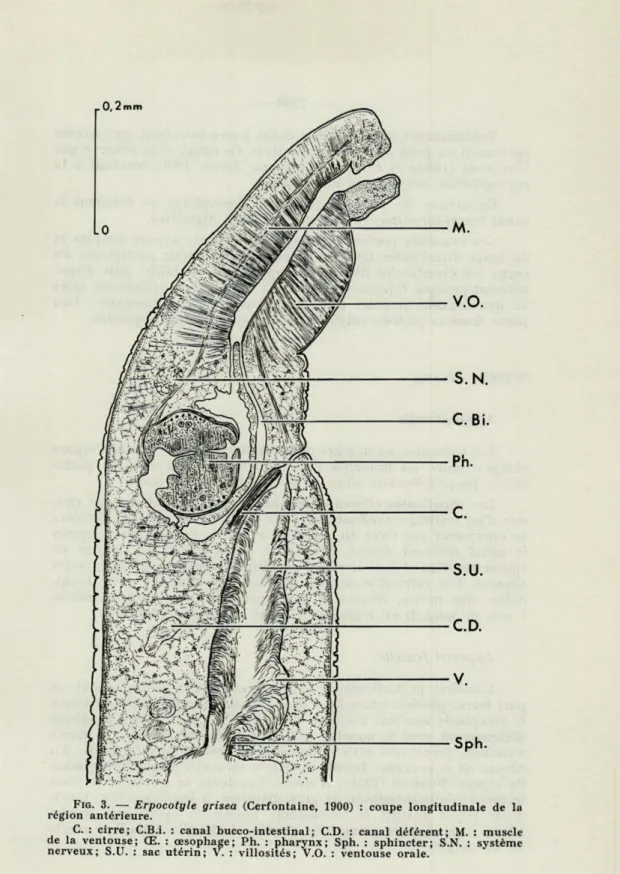 FIG.   3.   —   Erpocotyle  grisea  (Cerfontaine,   1900)   :  coupe  longitudinale  de  la  région  antérieure