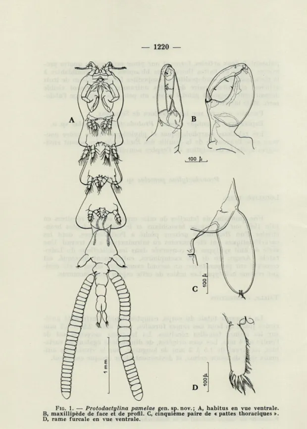 FIG.  1.   —   Protodactylina  pamelae  gen.  sp. nov.  ;  A,  habitus  en  vue  ventrale