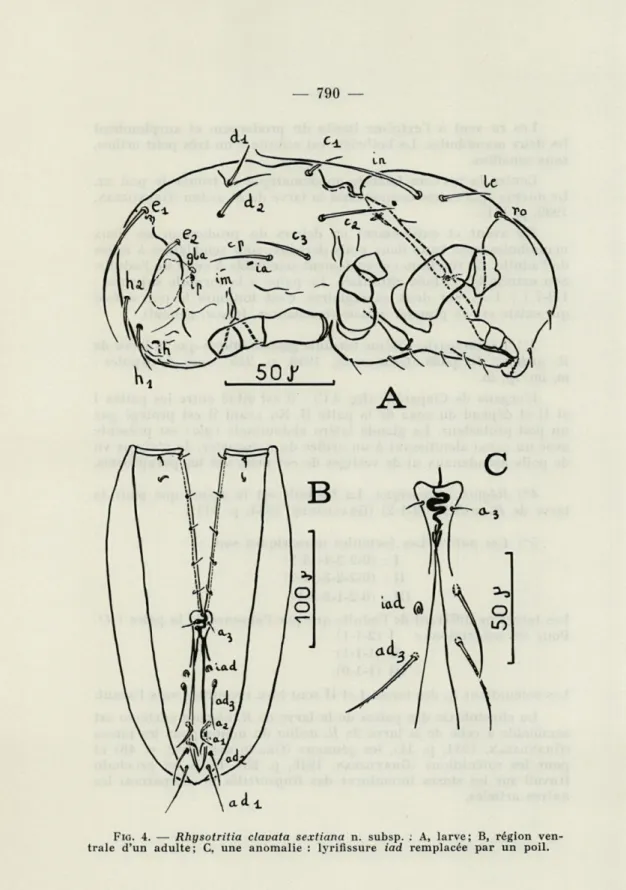 FIG.   4.   —   Rhysotritia  clavata  sextiana  n.  subsp.  ;   A,   larve;  B,  région  ven- ven-trale  d'un  adulte;  C,  une  anomalie  :  lyrifissure  iad  remplacée  par  un  poil