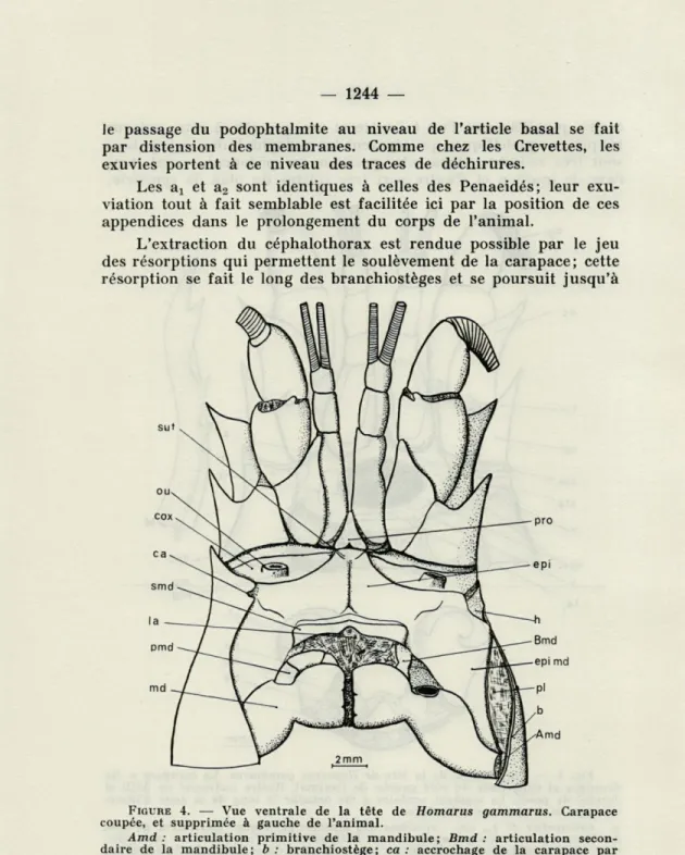 FIGURE   4.  —  Vue  ventrale  de  la  tête  de  Homarus  gammarus.  Carapace  coupée,  et  supprimée  à  gauche  de  l'animal
