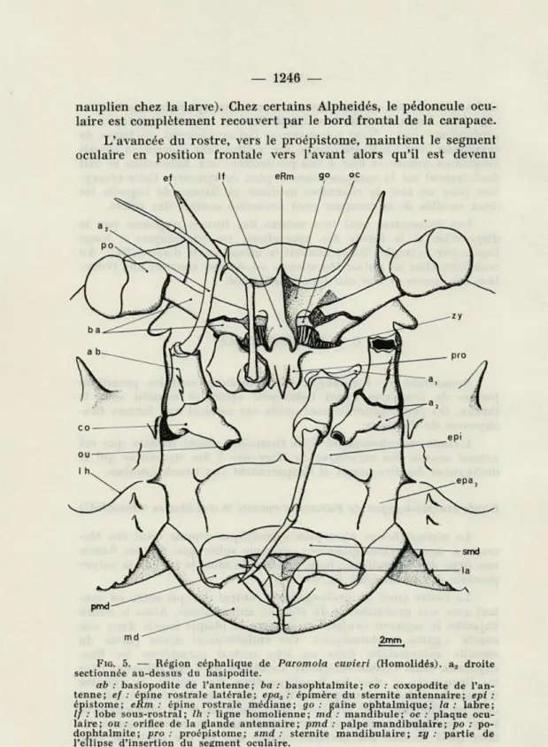 FIG.   5.  —  Région  céphalique  de  Paromola  cuvieri  (Homolidés).  a 2   droite  sectionnée  au-dessus  du  basipodite