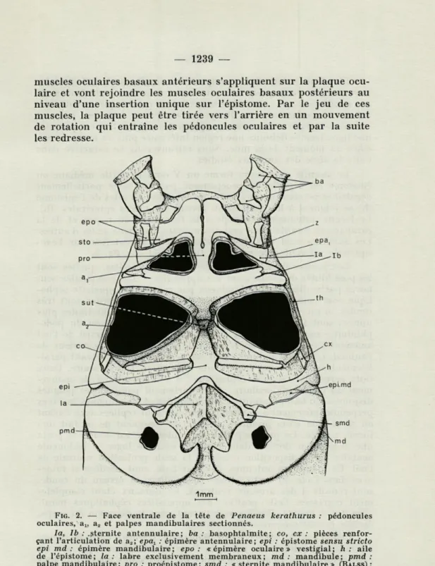 FIG.   2.  —  Face  ventrale  de  la  tête  de  Penaeus  kerathurus  :  pédoncules  oculaires,  a u   a 2   et  palpes  mandibulaires  sectionnés