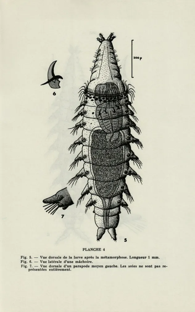 Fig.  5.  —  Vue  dorsale  de  la  larve  après  la  métamorphose.  Longueur  1  mm. 