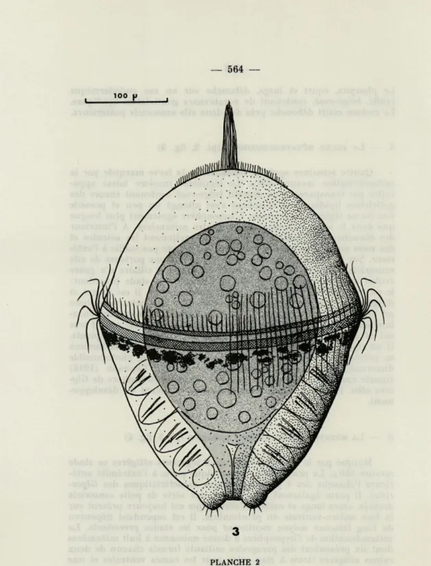 Fig.  3.  —  Vue  dorsale  de  la  métatrochophore  de  quatre  semaines.  Longueur  400  (i