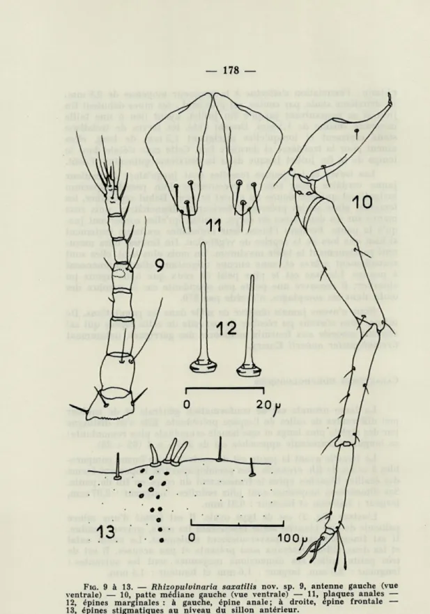 FIG.  9   à   13.  —   Rhizopulvinaria  saxatilis   nov.  sp.   9,   antenne  gauche  (vue  ventrale)  —   10,   patte  médiane  gauche  (vue  ventrale)  —   11,   plaques  anales  — 