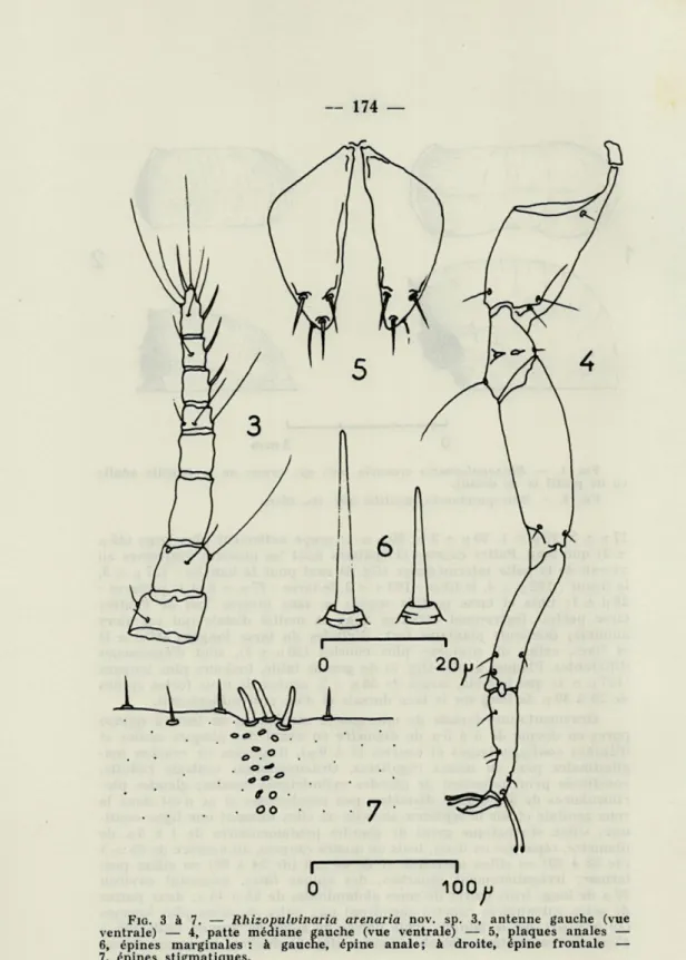 FIG.   3  à  7.  —   Rhizopulvinaria  arenaria   nov.  sp.  3,  antenne  gauche  (vue  ventrale)  —   4,   patte  médiane  gauche  (vue  ventrale)  —  5,  plaques  anales  —  6,  épines  marginales  :  à  gauche,  épine  anale;  à  droite,  épine  frontale