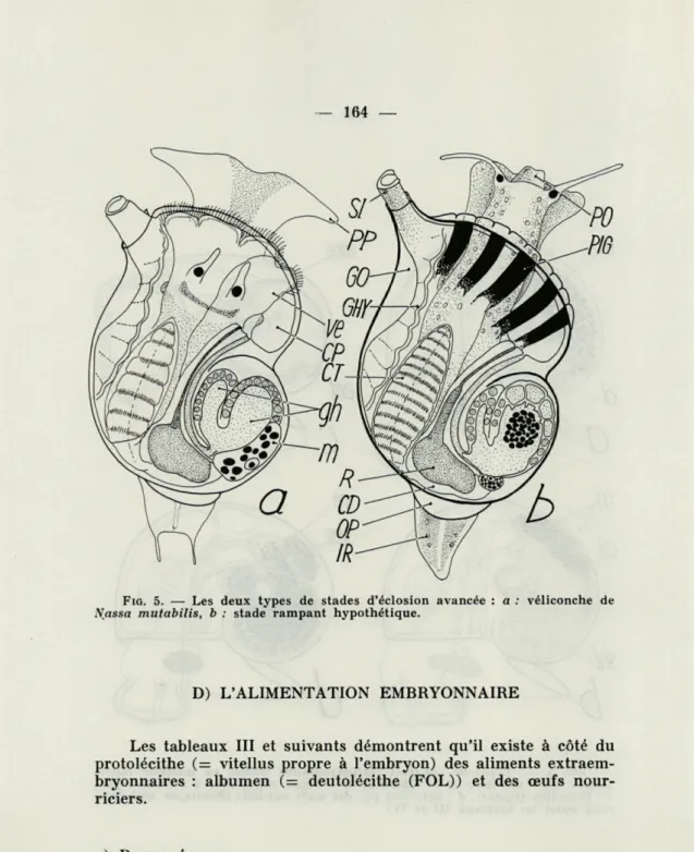 FIG.   5.  —  Les  deux  types  de  stades  d'éclosion  avancée  :  a  :  véliconche  de  Nassa  mutabilis,  b  :  stade  rampant  hypothétique