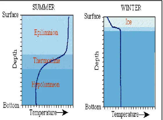    Figure 5: Graphic representation of the thermal stratification of Lakes     Source: http://www.sgreen.us/pmaslin/limno/pic/sum.win.GIF 