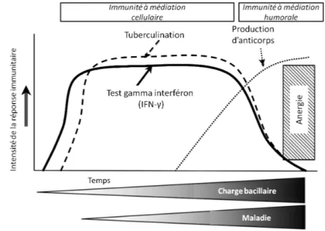 Figure 5: Evolution de la réponse immunitaire chez le bovin infecté par M. bovis au cours du temps et aux différents tests  de dépistage de la tuberculose bovine (de la Rua-Domenech et al
