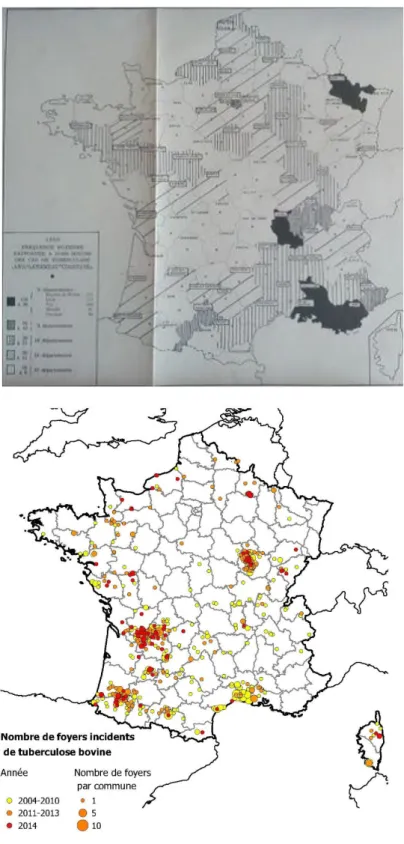 Figure 10: Incidence et distribution de la tuberculose bovine en France dans les années 50 (en haut) et entre 2000 et 2014  (en bas) (Cavalerie et al