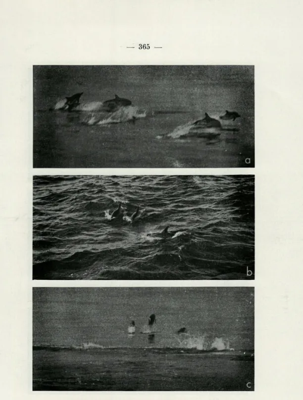 FIG.   1.   —   a.  Comportement  d'une  troupe  pendant  la  poursuite.  Les  animaux  nagent  très  vite  et  sautent  hors  de  l'eau;  b