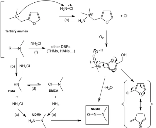 Figure 4. Proposed NDMA formation pathways for the reactions between amines and  monochloramine 