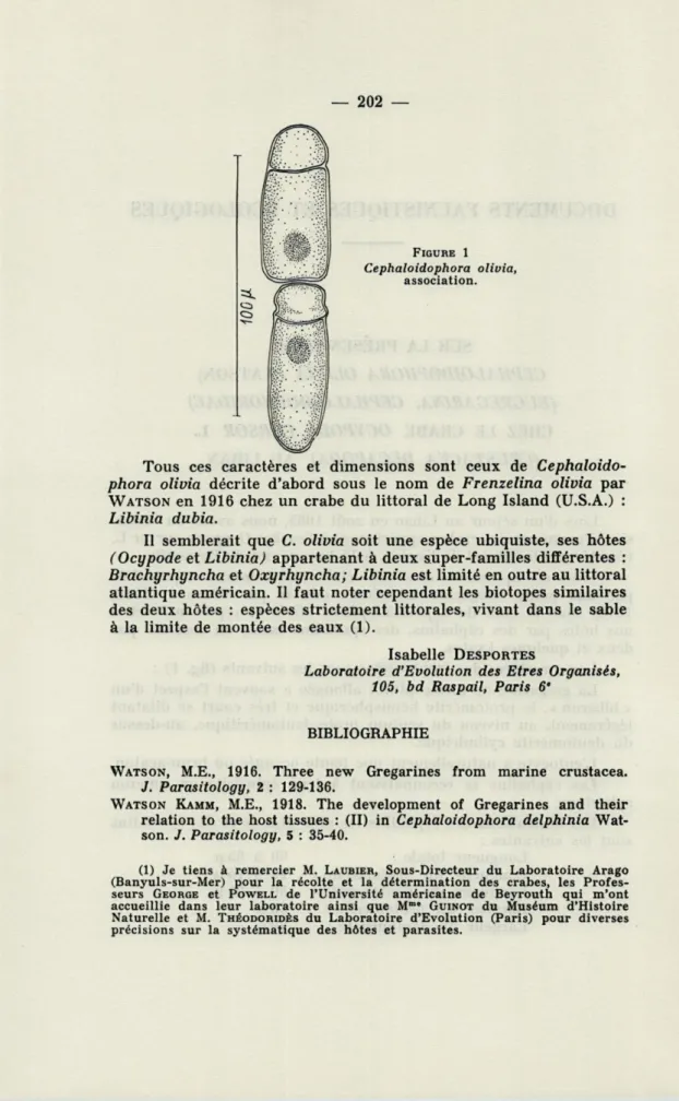 FIGURE   1  Cephaloidophora  olivia, 