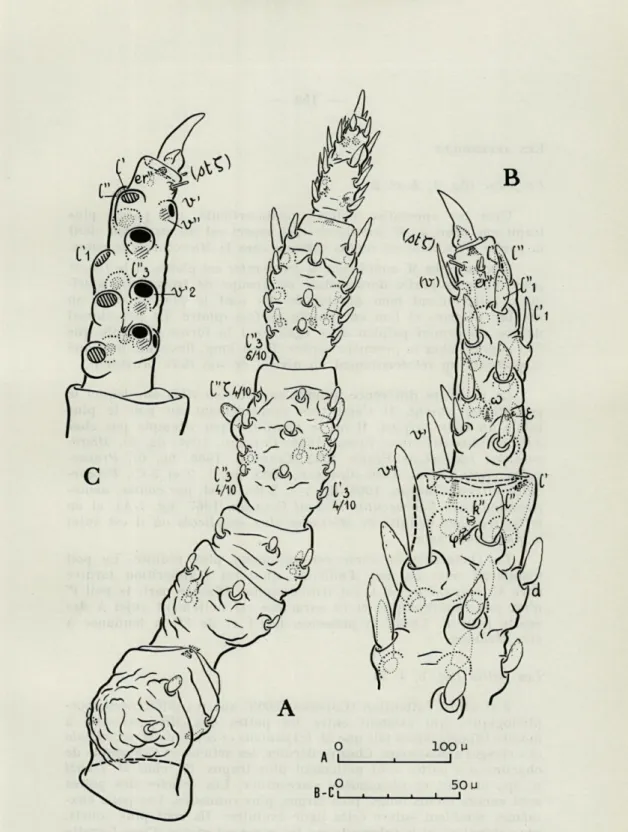 FIG.   3.  —  Microcaeculus  franzi  n.  sp.  mâle,  A  :  patte I   gauche  en  vue  dorsale;  B  :  même  patte,  vue  de  la  face  seconde  des  articles  distaux;  C  :  vue  de  la  face  prime  du  tarse  de  la  même  patte,  les  alignements  y  é