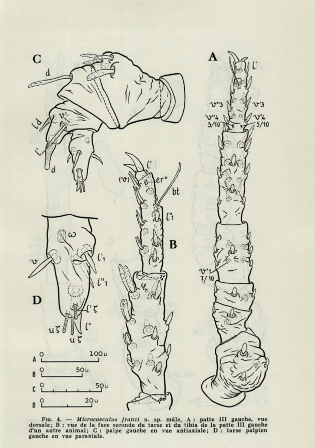 FIG.   4.   —   Microcaeculus  franzi  n.  sp.  mâle, A   :  patte  III  gauche,  vue  dorsale;  B  :  vue  de  la  face  seconde  du  tarse  et  du  tibia  de  la  patte  III  gauche  d'un  autre  animal;  C  :  palpe  gauche  en  vue  antiaxiale;  D  :  