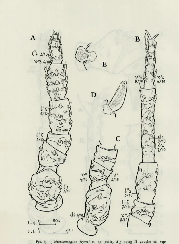 FIG.   5.   —   Microcaeculus  franzi  n.  sp.  mâle,  A  :  patte II   gauche  en  vue  dorsale; B,   C  :  patte IV   gauche  en  vue  dorsale; D   et   E   :  aspect  des  poils  de  la  patte  vus  de  profil;   D  :   V  du  tibia;  E  :  dl  du  génu