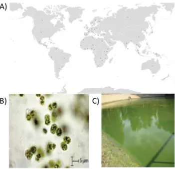 Figure I- 1: A- Distribution des Cyanobacteries à travers le monde (Source ; Buratti et al., 2017)