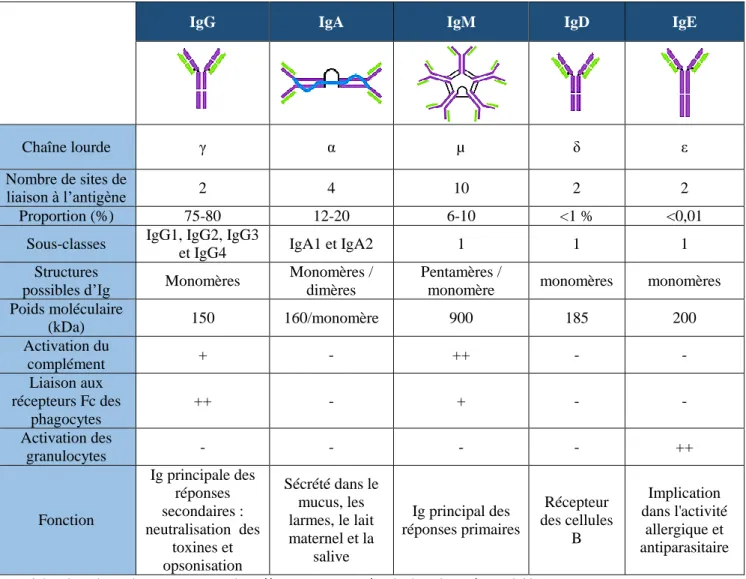 Tableau II- 1 : Principales caractéristiques et propriétés des différentes classes des immunoglobulines 