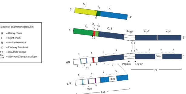 Figure  II-  2:  Organisation  des  segments  de  gènes  codant  pour  les  chaînes  lourdes  et  légères