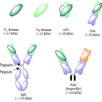 Figure II- 4: Représentation des différents formats d’anticorps. Inspiré de : Herrington-Symes et al., 2013