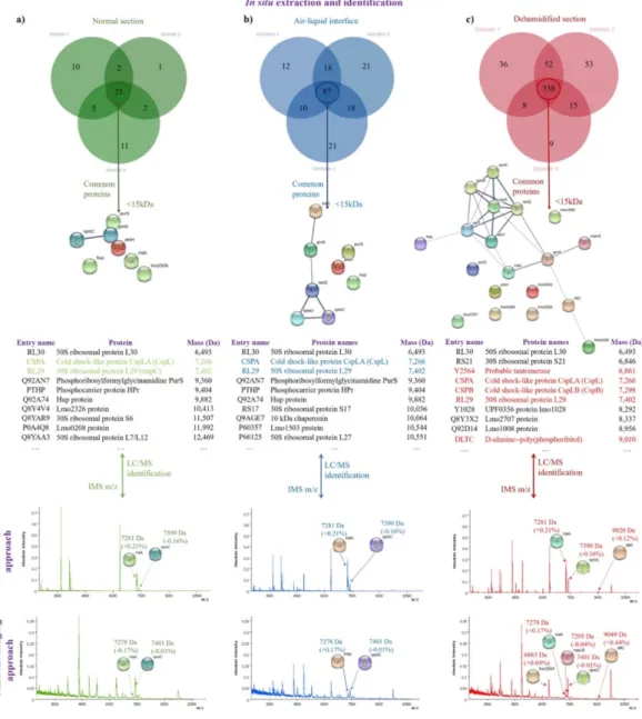 Figure 5 - Schéma de la « back correlation » entre les espèces d'ions obtenues par MALDI (en bas) et  l'identification  des  protéines  par  LC-MS/MS  (en  haut)