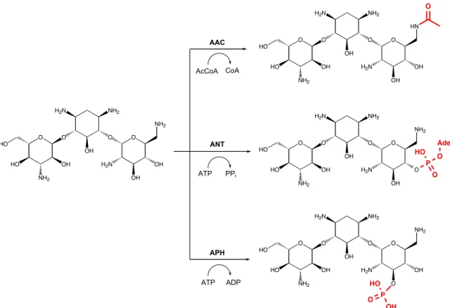 Figure 7 : Réactions d’acétylation, d’adénylation et de phosphorylation de la kanamycine  catalysées par les  AAC, les ANT et les APH respectivement 