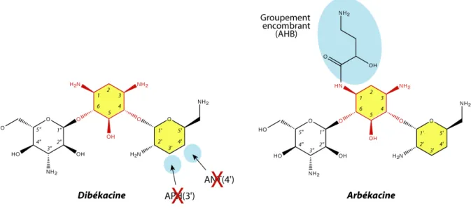 Figure 14 : Structures de la dibékacine et de l’arbékacine, conçues pour échappper aux  mécanismes de résistance enzymatique