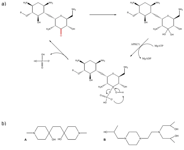 Figure 15 : a) Mode d’action de la 3’-oxo-kanamycine, inhibiteur de phosphotransférase