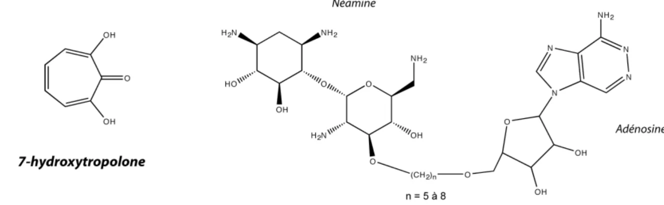 Figure 16 : Structures de composés inhibiteurs d’enzymes de résistance aux  aminoglycosides
