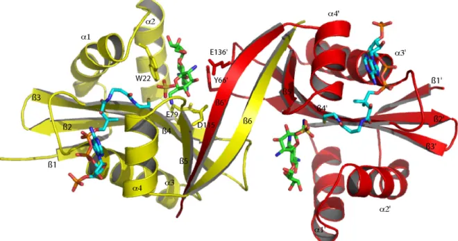 Figure 19 : Structure cristallographique de l’AAC(6’)-Iy complexée avec le CoA et la  ribostamycine (PDB 1S3Z)
