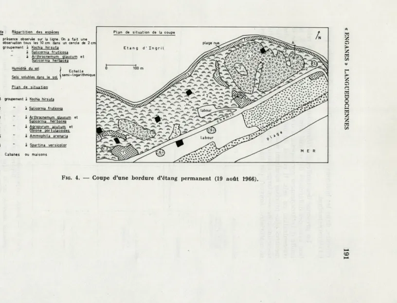 FIG.  4.   —   Coupe  d'une  bordure  d'étang  permanent   (19   août   1966). 