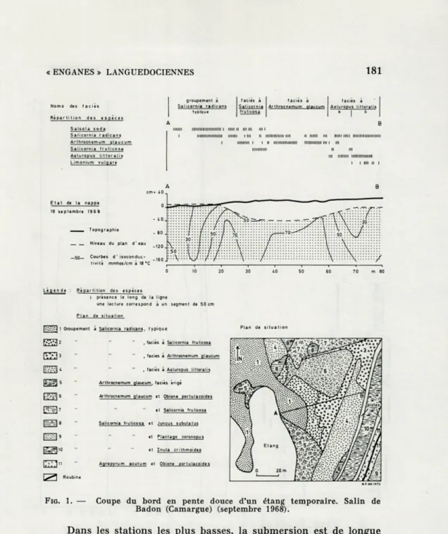 FIG.   1.  —  Coupe  du  bord  en  pente  douce  d'un  étang  temporaire.  Salin  de  Badon  (Camargue)  (septembre  1968)